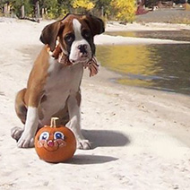 Halloween Dogs