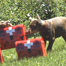 Police Dogs