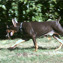 Dogs with Product