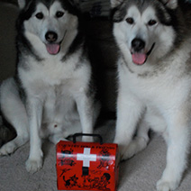 Snow Dogs